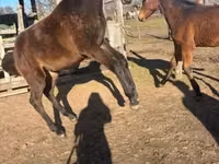Caballo, Hungarian horse breed — foto 2