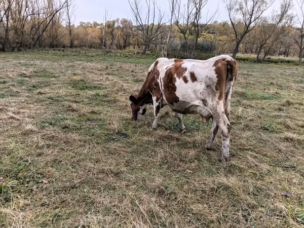 Cow, Russian Black pied cattle