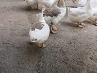 Geese — الصورة 1