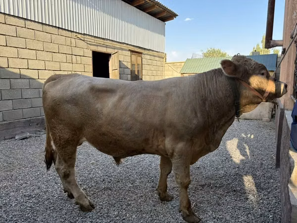 Toro, Charolais cattle