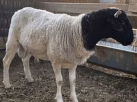 Widder, Dorper sheep — Foto 4