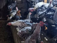Chickens — foto 2