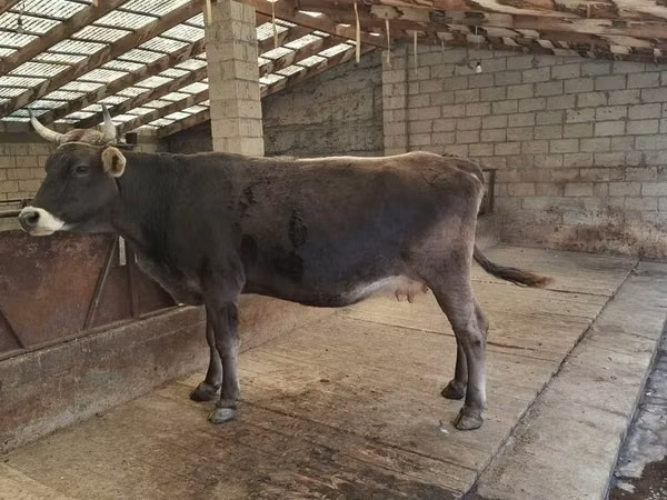 Vaca, Swiss cattle