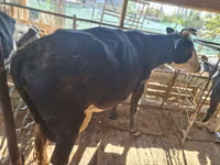 Сиыр, Latvian Blue cattle — 2-сурет