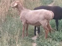 Қошқар, Arashan sheep — 2-сурет