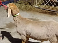 Қошқар, Arashan sheep — 1-сурет