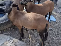 Widder, Cameroon sheep — Foto 2
