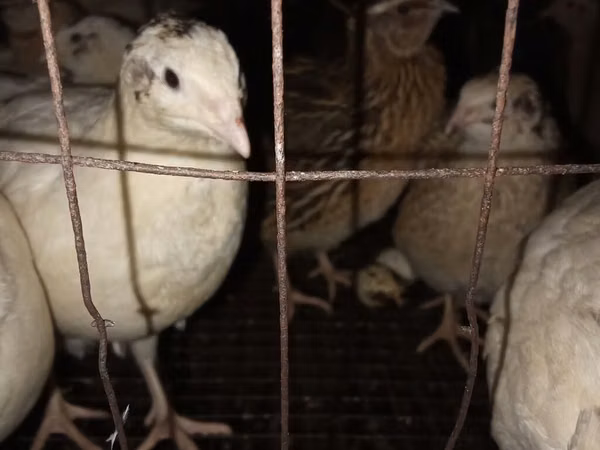 Quails