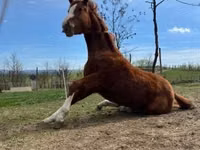 Hengst, Quarter Horse — Foto 3