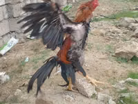 Chickens — 5-rasm