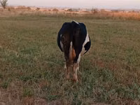 Vaca, Raza Holstein — foto 2