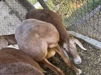 Schaf, Arashan sheep — Foto 2