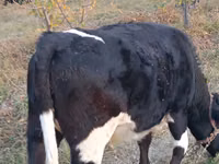 Kuh, Russian Black pied cattle — Foto 1