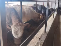 公牛, Simmental cattle — 照片 1