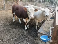 Bulle, Simmental cattle — Foto 7