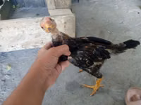 Chickens — Foto 3