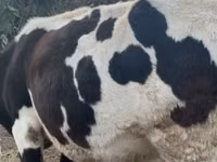 母牛, Russian Black pied cattle — 照片 3