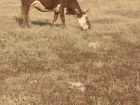 母牛, Cattle — 照片 4