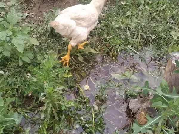 Chickens — Kirgisistan