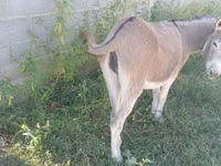 Caballos (lote, sexo no especificado), Caballos — foto 3