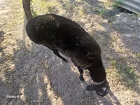 Кочкор, Койлор — сүрөт 2