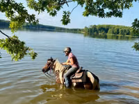 Hengst, Pinto horses — Foto 3