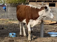 Cow, Latvian Blue cattle — photo 1