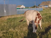 Kuh, Simmental cattle — Foto 1
