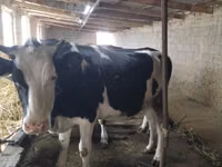 गाय, गोलस्टीन नस्ल — फ़ोटो 2