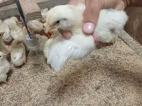 Chickens — Foto 2