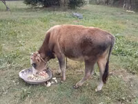 Toro, Ganado vacuno — foto 1