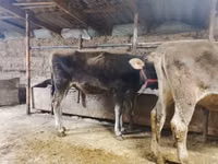 Bulle, Swiss cattle — Foto 2