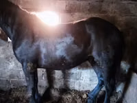 خيول (دفعة، الجنس غير محدد), Horse breed — الصورة 7