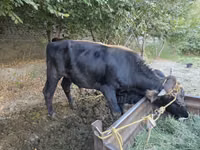 公牛, Cattle — 照片 1