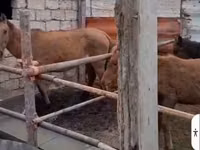 Yegua, Caballos — foto 4