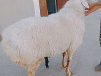 كبش, Arashan sheep — الصورة 3