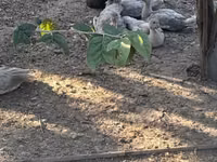 Ducks — फ़ोटो 3