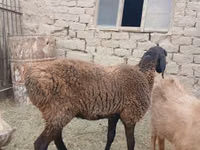 Ram, Sheep — photo 1