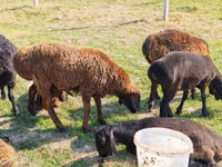 Widder, Rhon sheep — Foto 1