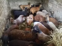 भेड़, Cameroon sheep — फ़ोटो 6