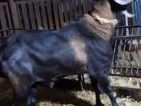 Теке, Nubian Goat — 2-сурет