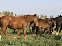Toychoq, Otlar — 6-rasm