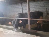 Bulle, Simmental cattle — Foto 3