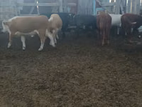 ثور, Simmental cattle — الصورة 3