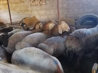 Қошқар, Rhon sheep — 2-сурет