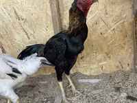 Chickens — Foto 2