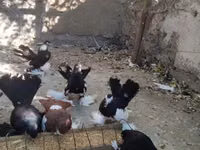 Chickens — Foto 6