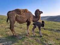 Kamel, Kazakh Bactrian camel — Foto 5