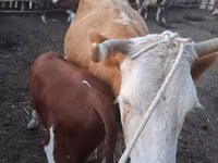 Vaca, Ganado vacuno — foto 4