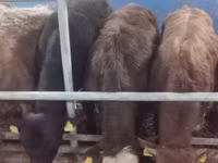 ثور, Simmental cattle — الصورة 5